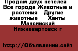 Продам двух нетелей - Все города Животные и растения » Другие животные   . Ханты-Мансийский,Нижневартовск г.